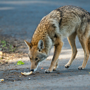 HOA Safety: What To Do When Coyotes for a Visit